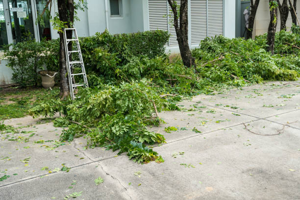 Residential Tree Removal in Pembroke Park, FL